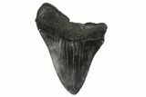 Bargain, Partial Megalodon Tooth - South Carolina #134294-1
